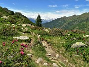 Anello Laghi di Porcile-Passo di Tartano, Cima-Passo di Lemma da Baita del Camoscio (5 luglio 2021)- FOTOGALLERY